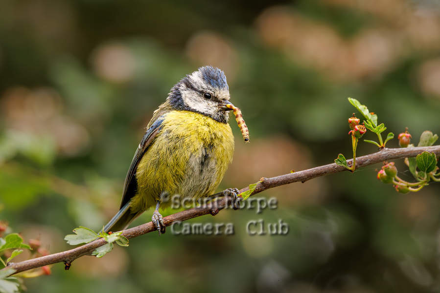 Blue tit with worm 